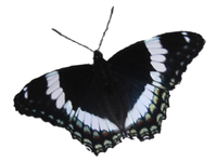 Schmetterling 6_1